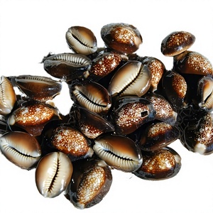 200G de Conchas de Cauri Naturales Pulimentadas en Forma de Flor y de Diferentes Tamaños para Diseñadores de Joyería y Decoración - Product Image 3