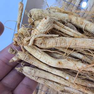 Premium Bütün <span class=keywords><strong>Ginseng</strong></span> Kökü |   5 Yıllık Yabani Yetiştirilen |   %100 Doğal |   Yüksek Ginsenoside İçeriği - Product Image 4