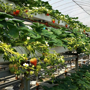 Sistema de Cultivo Hidropónico LANTAN NFT, Materiales de PVC, Negro y Blanco, Equipo de <span class=keywords><strong>Riego</strong></span>, Cultivo de Vegetales, Ecológico, Garantía de 5 Años - Product Image 6