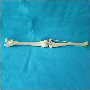 KyrenMed Model tulang anjing artikulasi sendi lutut anjing Femur dan Shin Tibia Model kerangka tulang anjing - Product Image 4
