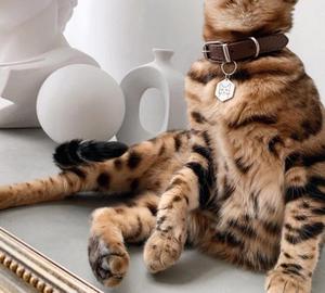 Plata esterlina 925 mascotas de <span class=keywords><strong>mi</strong></span> audaz accesorios etiqueta de nombre collar de moda joyería encantadora - Product Image 3