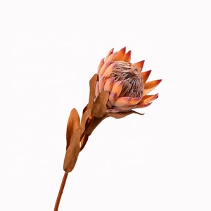 Arreglo de flores preservadas Decoración para el hogar Flores DE BODA King Protea Blush Branch Banksai Natural Real Dry Protea Flower - Product Image 1