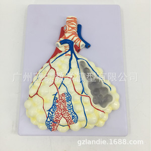 Modèle anatomique du système respiratoire humain ; modèle anatomique en relief du système respiratoire pulmonaire ; modèle anatomique agrandi - Product Image 2