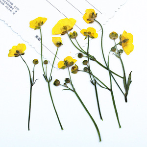 Fleurs de marguerite jaunes miniatures séchées et pressées avec tiges pour scrapbooking, marque-pages, décoration, résine, coques de téléphone, artisanat - Product Image 2