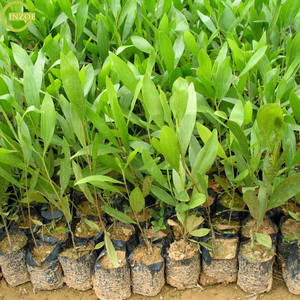 <span class=keywords><strong>Sac</strong></span> de jeunes arbres PE Offre Spéciale pour la fraise - Product Image 1