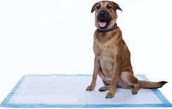 Alfombrillas Superabsorbentes de Secado Rápido para Perros, para Entrenamiento de Cachorros, Gran Venta 2024 - Product Image 3