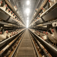 Cage à poules pondeuses galvanisée de type A à 4 niveaux pour 128 oiseaux, pour ferme