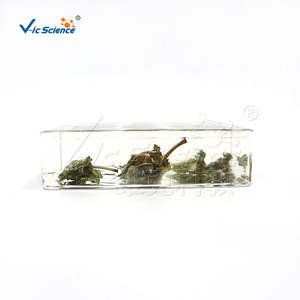 Muestra de Historial de Vida de Algodón vic2608, Muestra de Planta Encapsulada para Enseñanza - Product Image 3