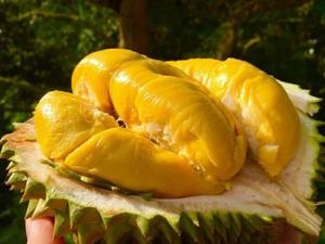 Vente en gros de durian frais congelé à prix compétitif du Vietnam - Product Image 4