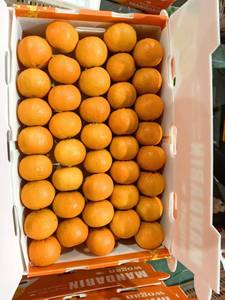 Naranja Navel Premium, Cítrico Dulce y Fresco, Fruta Natural Saludable y Jugosa, Cosecha de Huerto, Proveedor Mayorista de Exportación - Product Image 6