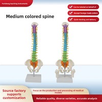 Modèle de colonne vertébrale flexible de 45 cm, coloré, avec occiput, vertèbres, bassin et fémur – Aide pédagogique anatomique