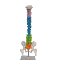 Modèle anatomique de colonne vertébrale de haute qualité avec nerfs et vertèbres, fabriqué en PVC durable, pour les études de sciences médicales SMD0164