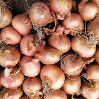 Approvisionnement direct de la ferme, oignon jaune frais de haute qualité, origine chinoise, emballage en sac en filet de 25 kg, prix bas en gros