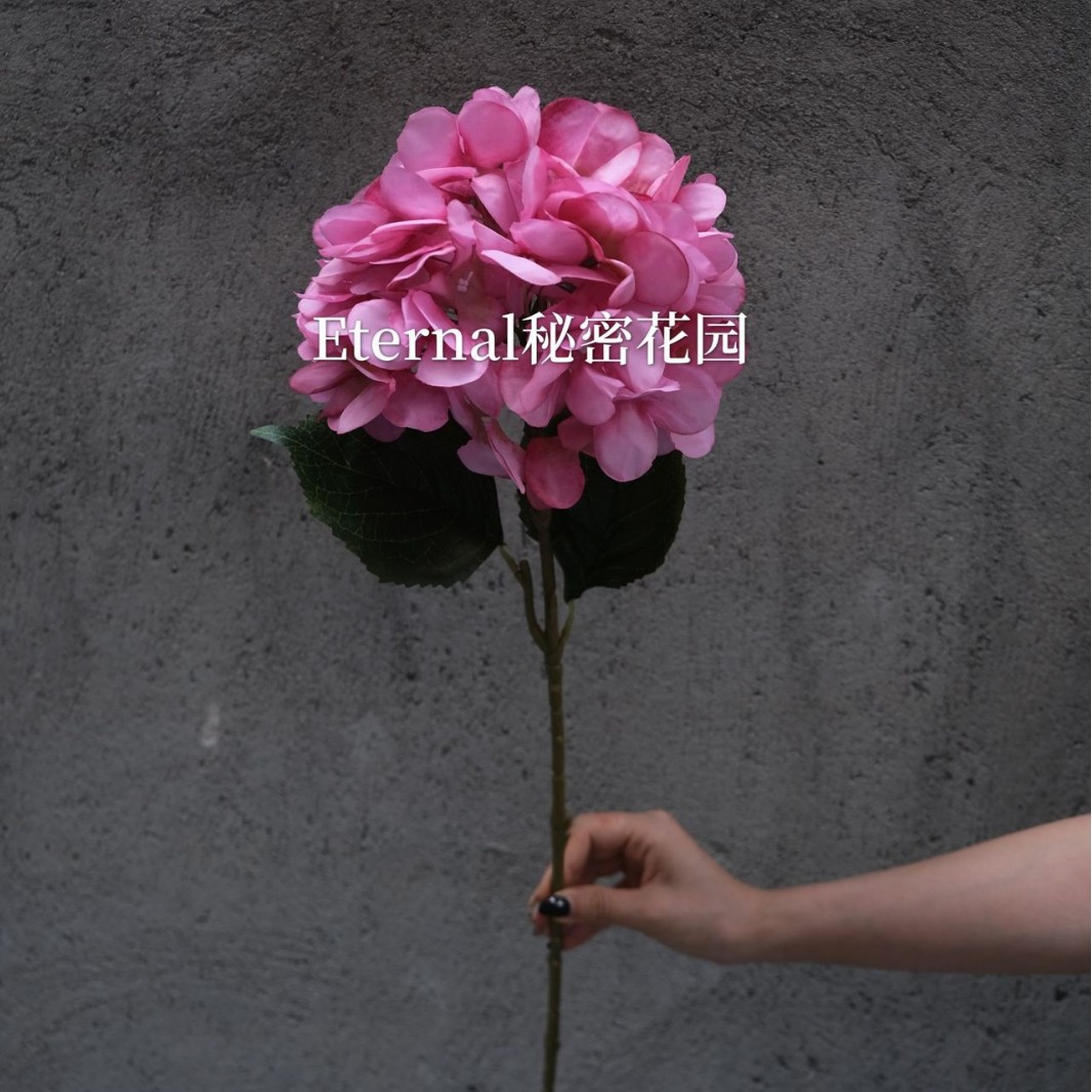 Hortensia fantaisie