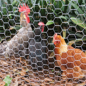 Grillage hexagonal galvanisé à chaud en gros pour poulailler et cage à lapins, rouleau de 30m - Product Image 5