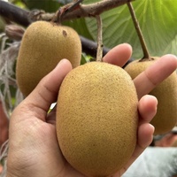Pollen de kiwi masculin hautement actif de qualité supérieure |   Pureté à 95% |   10g/sachet |   Marque SHUANGQIN |   Pollinisation artificielle à haute efficacité |