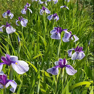 Iris-I.ensata japonaise 'Dewa No Sato'-une <span class=keywords><strong>plante</strong></span> aquatique adaptée aux serres de l'étang de jardin-Iris <span class=keywords><strong>japonais</strong></span> - Product Image 3