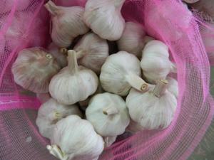 Maceta de ajo proporciona la mejor calidad de gran tamaño y 100% ajo seco orgánico empaquetado en caja fresca - Product Image 6