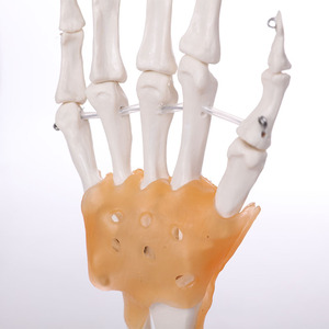 Modelo anatómico de articulación de mano de tamaño real de PVC, modelo de esqueleto de plástico de ligamento para uso escolar de Ciencias Médicas, 2017 - Product Image 2