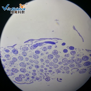 50 microscope animal préparé jeu de lames pièces de bouche d'abeille wm lame de microscope <span class=keywords><strong>conjugaison</strong></span> de paramécie lames préparées - Product Image 6