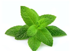 Saf doğal bitki özleri nane tozu organik nane özü/nane özü - Product Image 2