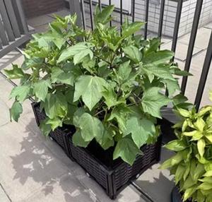 Jardinières en plastique PP émaillé de <span class=keywords><strong>haute</strong></span> qualité, écologiques et durables, <span class=keywords><strong>pour</strong></span> la maison, le <span class=keywords><strong>balcon</strong></span>, le jardinage extérieur des fleurs et des légumes - Product Image 5
