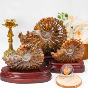 Hoge Kwaliteit Slak Ammoniet Fossielen Steen Voor Geschenken Natuurlijke Kristal Ambachten Ammoniet Fossiel Te Koop - Product Image 1