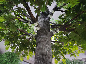 مصنع بيع بالجملة نابض بالحياة فروع شجرة البلوط الاصطناعية والحرير البلوط أوراق خضراء - Product Image 5