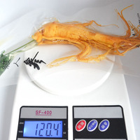 Racine de ginseng Panax de qualité supérieure pour infusion de vin/liqueur, ginseng entier séché, idéal pour la fabrication de vin tonique maison au ginseng