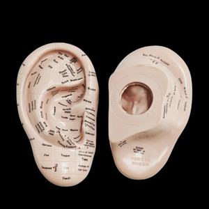 แบบจำลองการฝังเข็มหู 17 ซม. สำหรับการฝึกการนวดกดจุดสะท้อน แบบจำลองหูภาษาอั<span class=keywords><strong>ง</strong></span>กฤษและญี่ปุ่น พร้อมสติกเกอร์ - Product Image 2