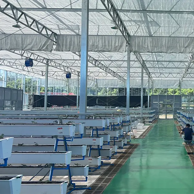 効率的かつ効果的な栽培のためのAフレーム野菜保育園農業温室