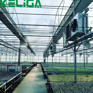 2024新设计的用于植物种植的玫瑰大跨度温室塑料薄膜农业温室