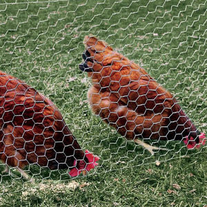 メッシュフェンシング<span class=keywords><strong>4</strong></span>フィート6フィート高い鶏小屋ワイヤーネット1/2 "3/<span class=keywords><strong>4</strong></span>インチホット亜鉛メッキ - Product Image 5