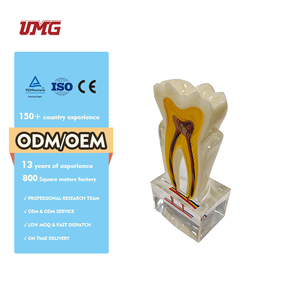 แบบจำลอง<span class=keywords><strong>ฟัน</strong></span><span class=keywords><strong>ฟัน</strong></span>กรามที่มีเส้นประสาท6ครั้ง - Product Image 2