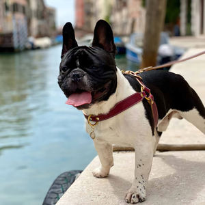 Sản Phẩm Cho Chó Mới Dây Nịt Thú Cưng 2022 Dây Nịt Chó Tùy Chỉnh Bằng Da Thật Thiết Kế Sang Trọng Của Nhà Sản Xuất - Product Image 2