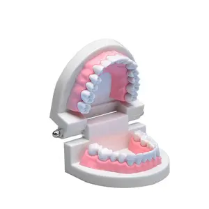 Modelo de dientes dentales de tamaño real para niños, cuidado de la salud Oral extraíble, modelo de enseñanza Dental, mandíbula superior e inferior, suministros educativos
