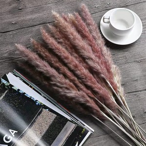 Rumput Pampas Langsung dari Pabrik 15Pcs/Pak Alami Kering Premium Ramah Lingkungan Tahan Lama Grosir Dekorasi Pernikahan Valentine - Product Image 3
