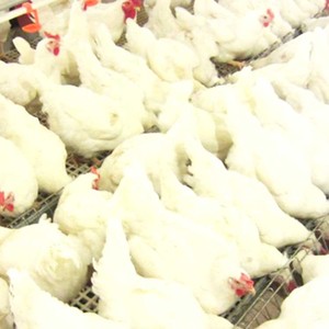 Alimentazione a catena automatica di allevamento di <span class=keywords><strong>gallo</strong></span> di pollame nido di pollame alimentatore per galline sistema di alimentazione - Product Image 4
