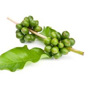 Bubuk ekstrak biji kopi hijau bubuk asam klorogenik - Product Image 3