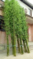 Plante artificielle en bambou 1,5 m, branche de bambou taïwanaise entièrement en plastique, arbre en bambou, plante artificielle verte en pot de pépinière, arbre décoratif