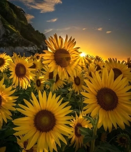 Extracto de Semillas de Girasol Liofilizado de Alta Calidad, Suministro de Fábrica, Extracto de Semillas de Girasol Fresco en Polvo - Product Image 2