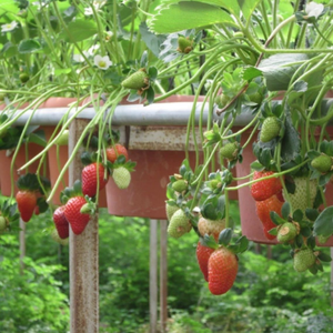 Serre commerciale monopente en PE avec structure en acier galvanisé à chaud et <span class=keywords><strong>filet</strong></span> <span class=keywords><strong>d</strong></span>'<span class=keywords><strong>ombrage</strong></span> <span class=keywords><strong>pour</strong></span> tunnels de culture de <span class=keywords><strong>tomates</strong></span> - Product Image 6