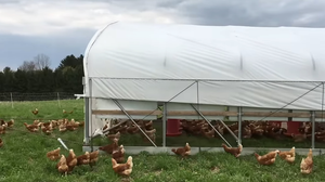 Özelleştirilmiş fabrika toptan basit tek açıklıklı hareketli tavuk sera - Product Image 2