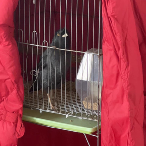 Tempat makan otomatis burung nuri anti-tumpah: anti-menebar Dispenser makanan untuk Budgerigar, <span class=keywords><strong>Cockatiel</strong></span> dan Lovebird terlaris - Product Image 2