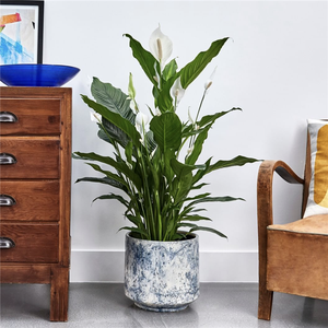 Grand pot <span class=keywords><strong>rond</strong></span> en fibre de verre effet marbre avec plateau pour la décoration du sol de la maison et du jardin - Product Image 5