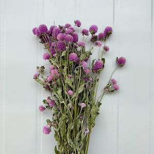 Tiges d'amarante globe séchées en gros, fleurs éternelles naturelles de Gomphrena pour la vente au détail aux fleuristes et les fournitures d'artisanat DIY - Product Image 5
