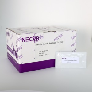 Babesia caballi <strong>Antibody</strong> Rapid Test Strip | Fluorescent Lateral Flow Assay for Equine Piroplasmosis - Product Image 1