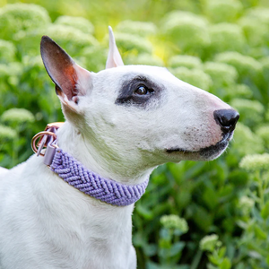 Collare per cani Hundehalsband stile Duo in PVC <span class=keywords><strong>Makrame</strong></span> regolabile collare per cani con cinturino in Pvc - Product Image 2