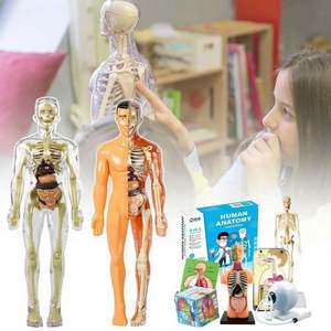 Modèle de torse humain 3D pour enfants, modèle d'anatomie, modèle de squelette, assemblage d'organes DIY, jouet éducatif, outil d'apprentissage - Product Image 2