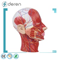 Modèle anatomique avancé de dissection du corps humain en 3D, structures détaillées, matériau PVC, pour l'enseignement des sciences médicales et l'utilisation éducative